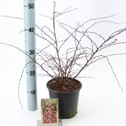 Berberis thunbergii HARLEQUIN