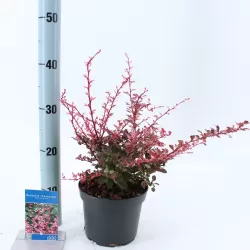 Berberis thunbergii HARLEQUIN