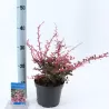 Berberis thunbergii HARLEQUIN