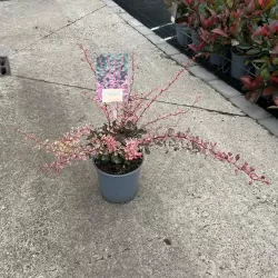 Berberis thunbergii HARLEQUIN