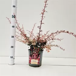 Berberis thunbergii HARLEQUIN