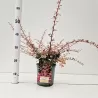 Berberis thunbergii HARLEQUIN