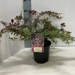 Berberis thunbergii HARLEQUIN