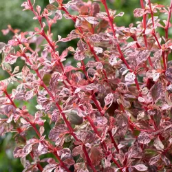 Berberis thunbergii HARLEQUIN