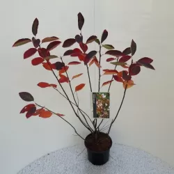 Lamarko medlieva - Amelanchier lamarckii