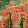 Dvieilis taksodis - Taxodium distichum
