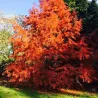 Taxodium distichum
