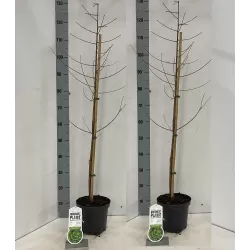 Dvieilis taksodis - Taxodium distichum