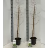 Dvieilis taksodis - Taxodium distichum