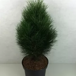Juodoji pušis - Pinus nigra GREEN TOWER