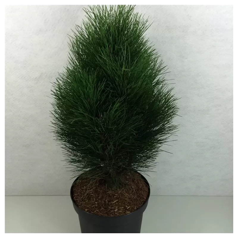 Juodoji pušis - Pinus nigra GREEN TOWER