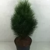 Juodoji pušis - Pinus nigra GREEN TOWER