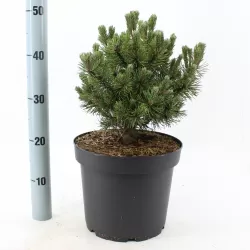 Užsisakyk augalus pavasariui jau dabar