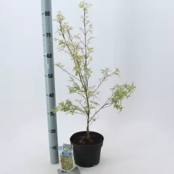 Buy Japanese maple green globe online with home delivery
