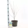 Buy Japanese maple green globe online with home delivery