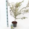 Buy Japanese maple green globe online with home delivery