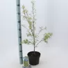 Plaštakinis klevas - Acer palmatum BUTTERFLY p19