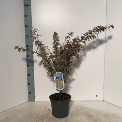 Buy Japanese maple green globe online with home delivery