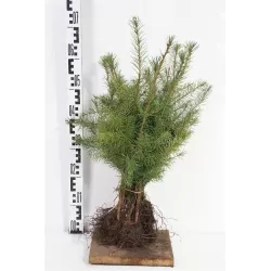 Didžioji pocūgė - Pseudotsuga menziesii