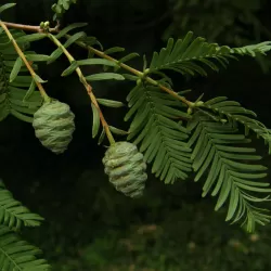 Metasekvoja - Metasequoia glyptostroboides