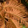 Metasekvoja - Metasequoia glyptostroboides