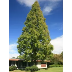 Metasekvoja - Metasequoia glyptostroboides