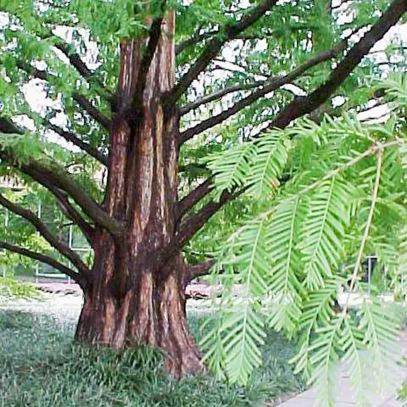Metasekvoja - Metasequoia glyptostroboides