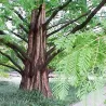 Metasekvoja - Metasequoia glyptostroboides