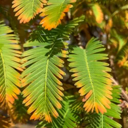 Metasekvoja - Metasequoia glyptostroboides