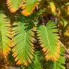 Metasekvoja - Metasequoia glyptostroboides