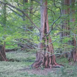 Metasekvoja - Metasequoia glyptostroboides