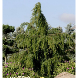Paprastasis kadagys 'Hibernica'  - Juniperus communis 'Hibernica'