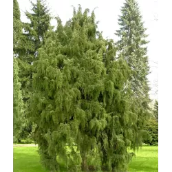 Paprastasis kadagys 'Hibernica' - Juniperus communis 'Hibernica'