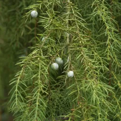 Paprastasis kadagys 'Hibernica' - Juniperus communis 'Hibernica'