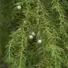 Paprastasis kadagys - Juniperus communis OBLONGA PENDULA