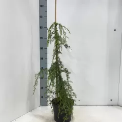 Paprastasis kadagys 'Hibernica' - Juniperus communis 'Hibernica'