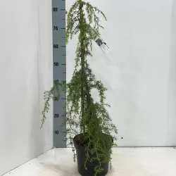 Paprastasis kadagys 'Hibernica' - Juniperus communis 'Hibernica'
