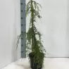 Paprastasis kadagys 'Hibernica' - Juniperus communis 'Hibernica'