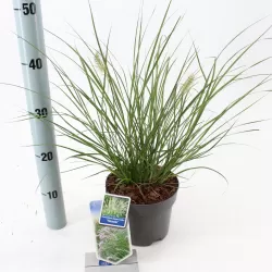 Kininė soruolė - Pennisetum alopecuroides HAMELN