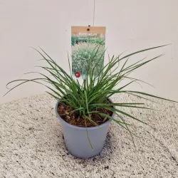 Kininė soruolė - Pennisetum alopecuroides HAMELN