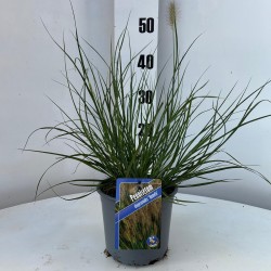Kininė soruolė - Pennisetum alopecuroides HAMELN