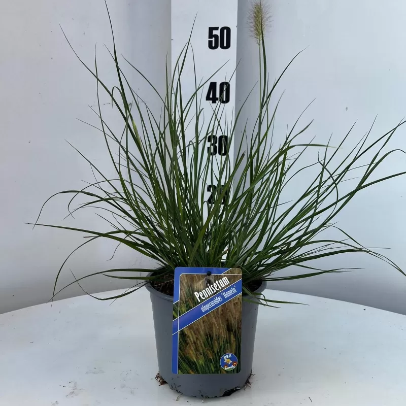 Kininė soruolė - Pennisetum alopecuroides HAMELN