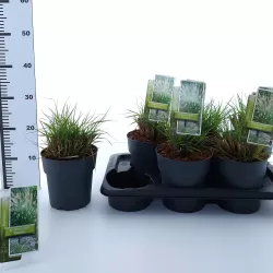 Kininė soruolė - Pennisetum alopecuroides HAMELN