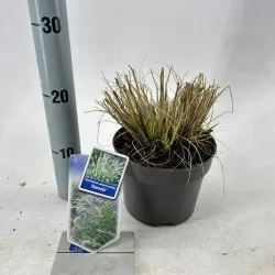 Kininė soruolė - Pennisetum alopecuroides HAMELN