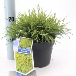 Žirniavaisis puskiparisis - Chamaecyparis pisifera SUNGOLD