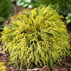 Žirniavaisis puskiparisis - Chamaecyparis pisifera SUNGOLD