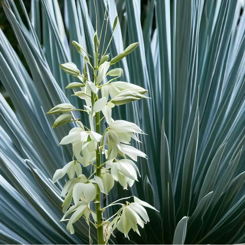 Pluoštinė juka - Yucca filamentosa