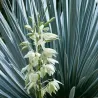 Pluoštinė juka - Yucca filamentosa