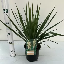 Pluoštinė juka - Yucca filamentosa