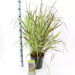 Hoogeveen augintojo vijokliniai ir kiti augalai internetu